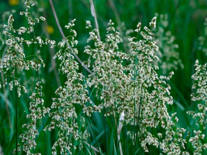 Как выглядит трава зубровка. Пахучая трава зубровка. Белорусская трава зубровка. Зубровка ползучая. Зубровка душистая.