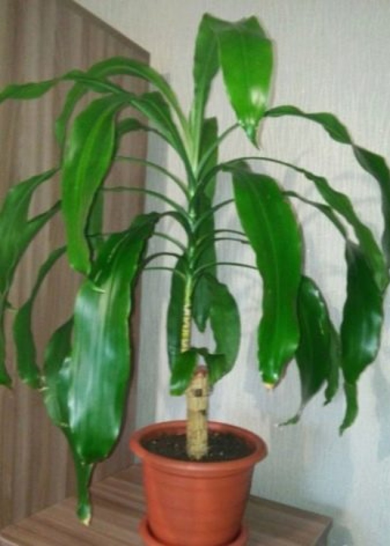 Драцена с широкими листьями. Драцена ширмоносная. Dracaena Umbraculifera. Пальма Драцена ширмоносная. Драцена с длинными листьями.