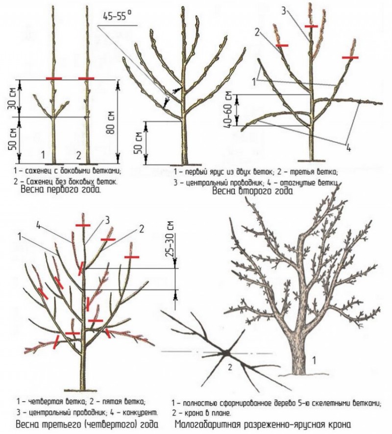 Схема обрезки саженца груши