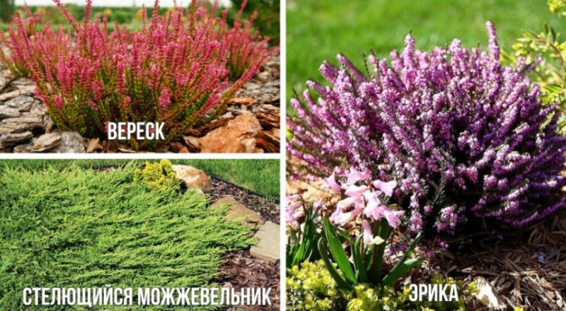 Посадка рододендронов группами