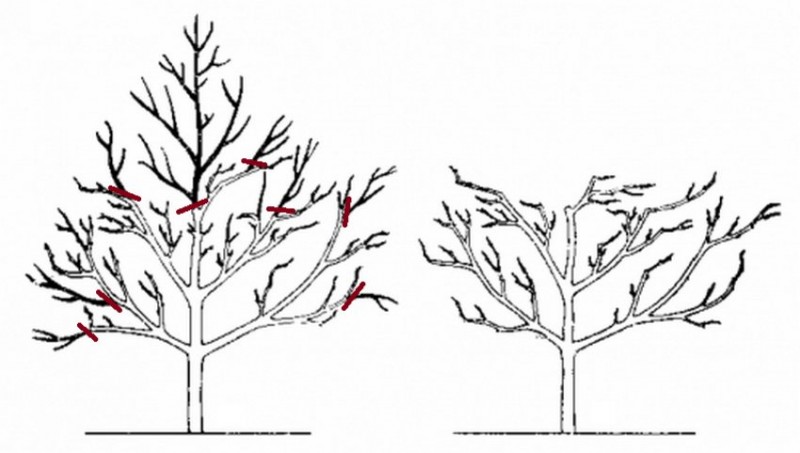 Как обрезать вишню весной схема для начинающих