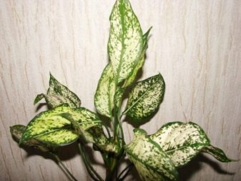 Аглаонема цинта. Аглаонема бриллиант. Как спасти аглаонему. Аглаонема first diamond. Аглаонема pink beauty.