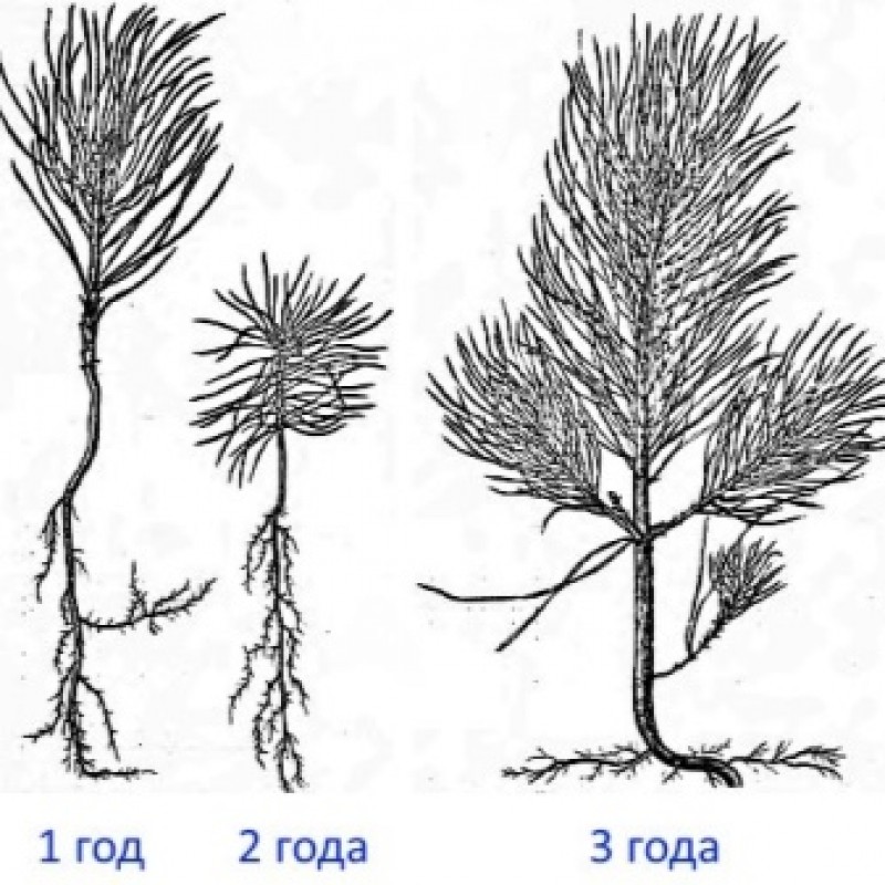 Корневая система хвойных