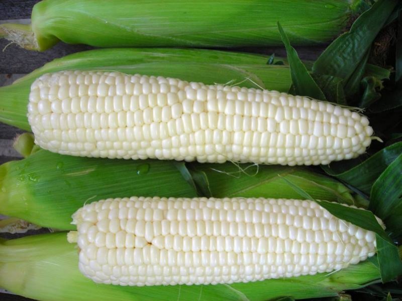 Лучшие сорта кукурузы