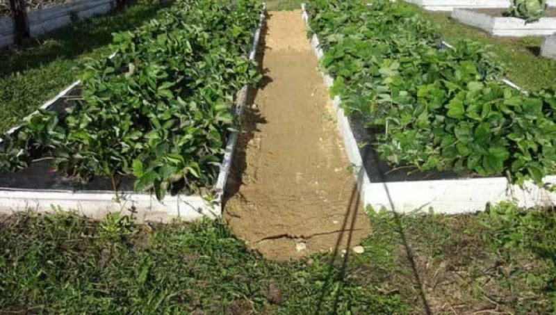 Дорожки между грядками. Геотекстиль между грядками. Покрытие между грядок на даче. Дорожки между грядками на даче. Грядки с геотекстилем.