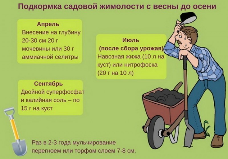 Подкормка жимолости