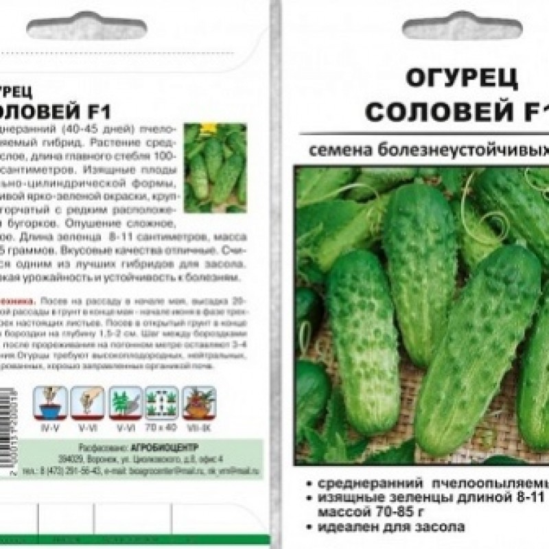 Огурец сорт кустовой фото