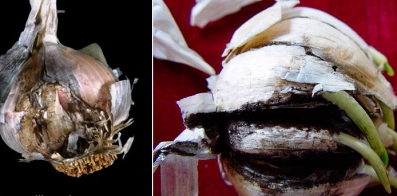 Белая гниль (склеротиниоз). Чеснок гниет на грядке. Sclerotinia sclerotiorum гниль. Белая гниль донца чеснока. Выкопка чеснока.