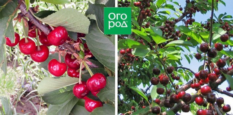 Сорт вишни устойчивый к монилиозу и коккомикозу. Сорт вишни устойчивый к монилиозу и коккомикозу. Сорта вишни устойчивые к монилиозу и коккомикозу в подмосковье. Сорта вишни устойчивые к монилиозу. Сорт вишни сударушка.