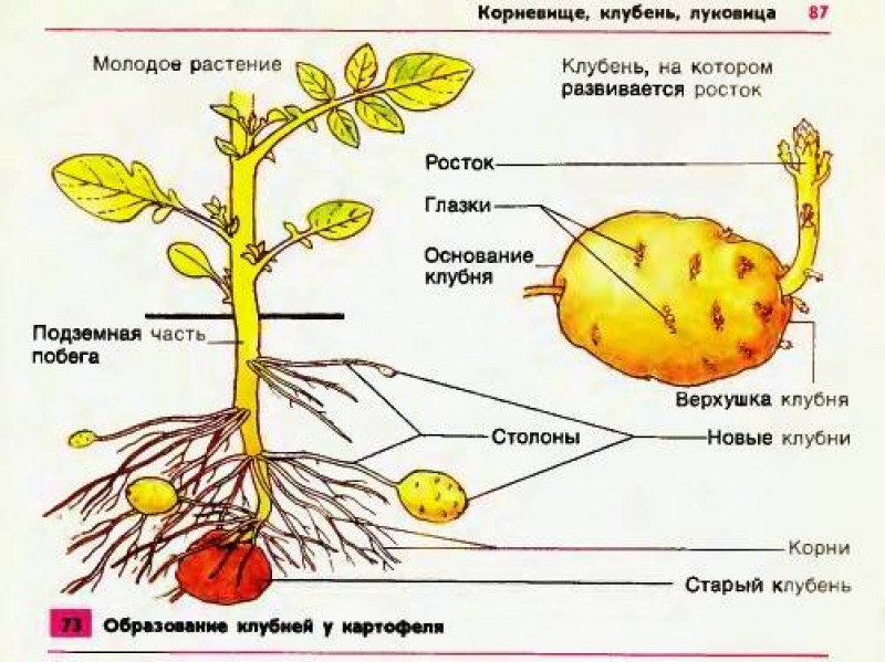 Картофель рисунок биология