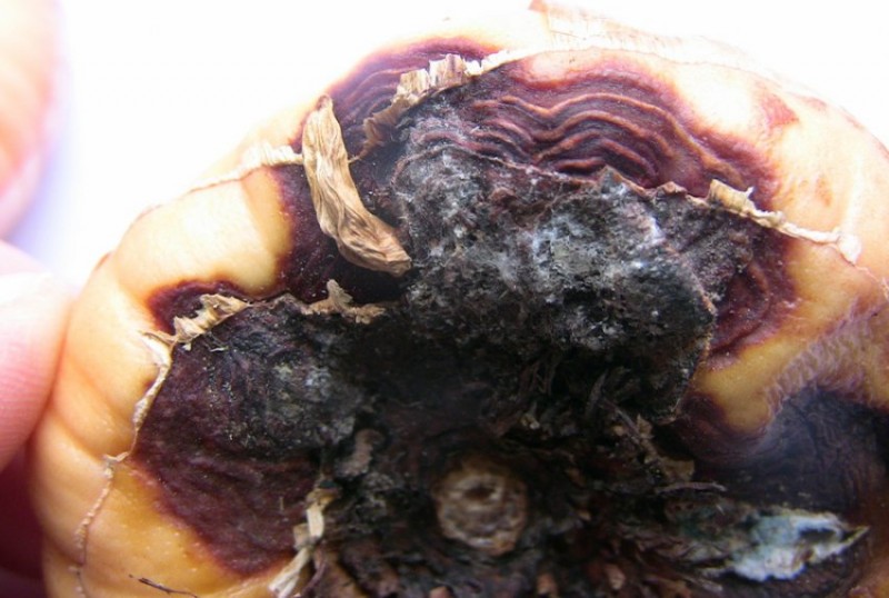 Фузариозная сухая гниль на луковице гладиолуса