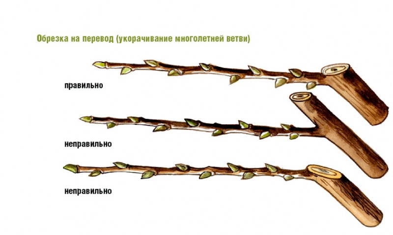 Сделайте кольцевой надрез на древесной ветки