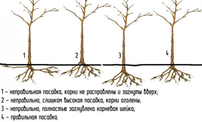 как сажать осенью плодовые деревья