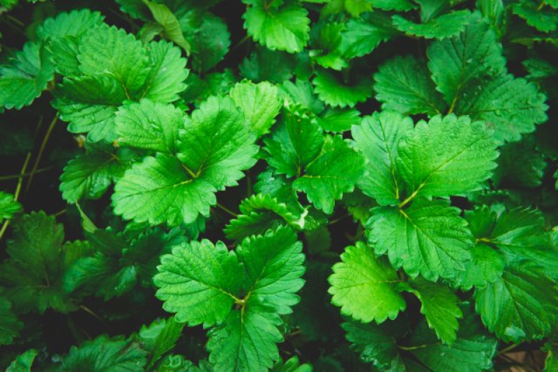 Листья земляники садовой. Чай с листьями земляники. Strawberry Leaf Tea. Лист у клубники как у петрушки. Медовое лето клубника лист как у петрушки.