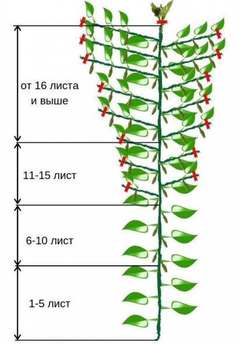 Схема обрезки огурцов в теплице в картинках. Пасынковать огурцы в теплице. Огурцы пасынкование и прищипывание в теплице. Формирование огурцов в теплице в один стебель схема. Схема формировки огурцов в теплице.