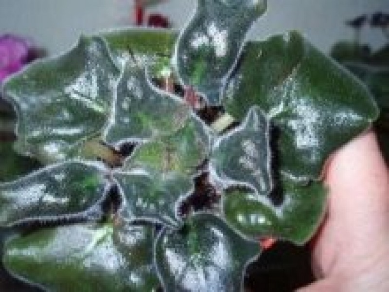 Серая гниль на фиалках. Фиалка листья причины. Фиалка листья причины. Фиалка листья причины. Бурая гниль фиалки.