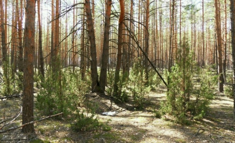 Можжевельник в сосновом бору