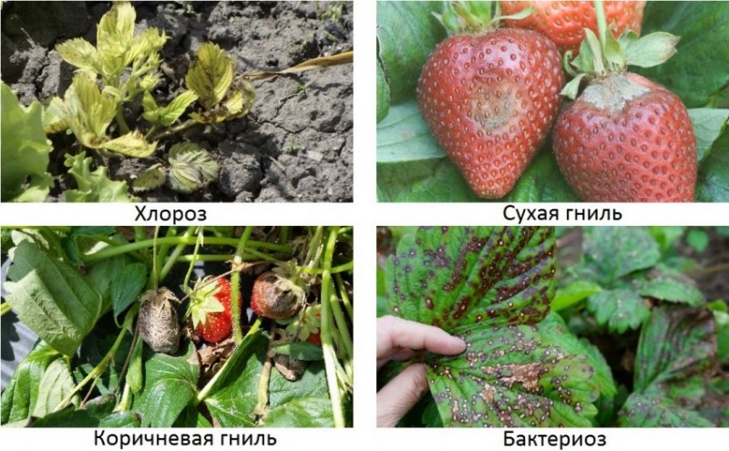 Болезни клубники, вызванные недостатком бора
