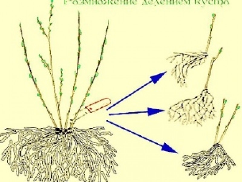 Деление растений. Спирея серая корневая система. Размножение делением куста. Размножение плетистой розы отводками. Вегетативное размножение делением куста.