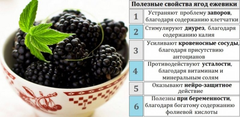 Ягоды похожие на ежевику и малину и описание чем они похожи и чем отличаются ягоды похожие на ежевику и ежевику