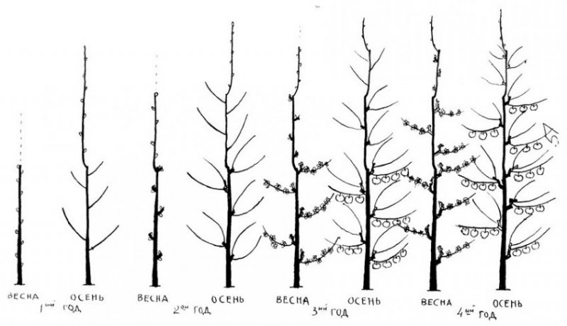 Схема посадки колоновидной яблони