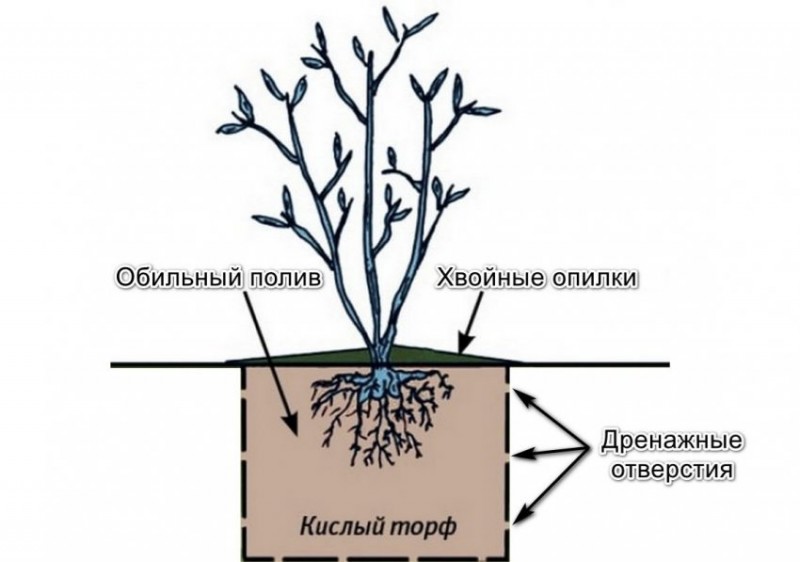 Схема удобрения голубики