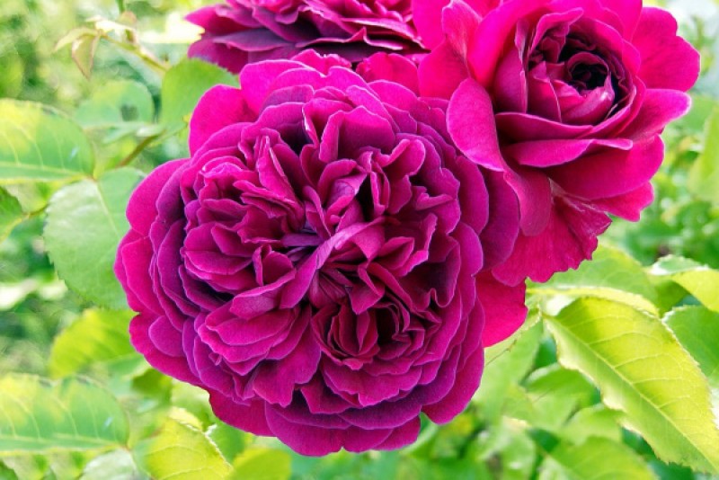Английская роза вильям шекспир фото и описание