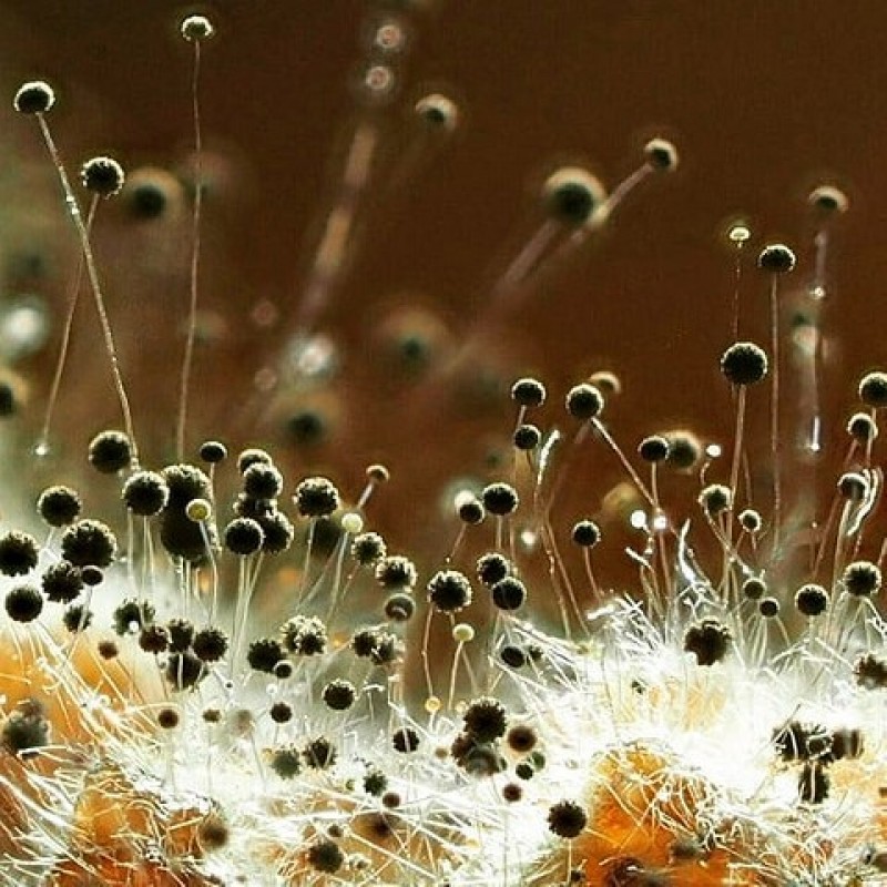 Грибы под микроскопом. Аспергилл гриб. Плесень под. Белая плесень под микроскопом. Мукор белая плесень гриб.