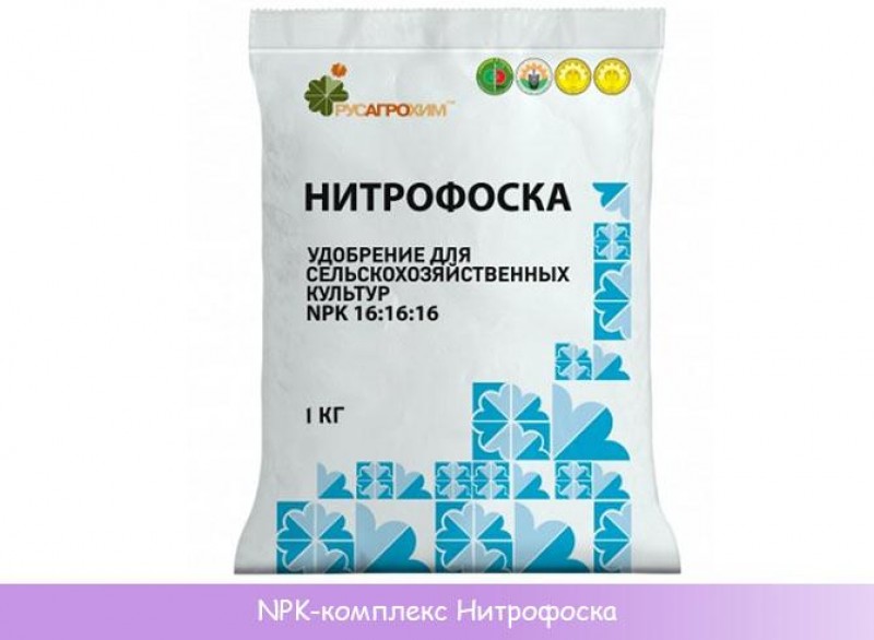 Чем подкормить хвойные весной