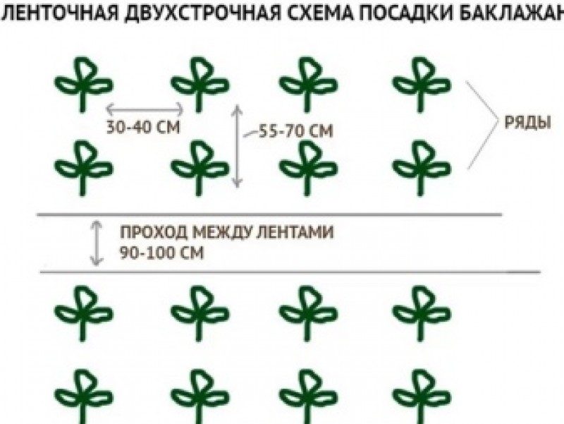 схема высадки баклажанов в грунт. схема посадки рассады баклажанов. схема посадки баклажан. схема посадки баклажан в грунт. схема посадки баклажан.