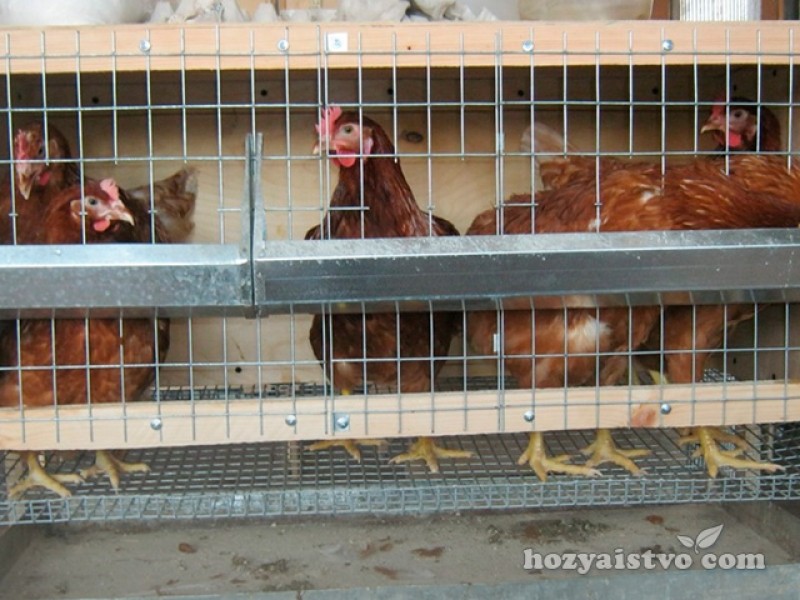 Содержание кур в клетках. Птицефабрика клетки. Клетка для 2 кур несушек. Ферма эксперт клетки для кур несушек. Клетки на птицеферме.
