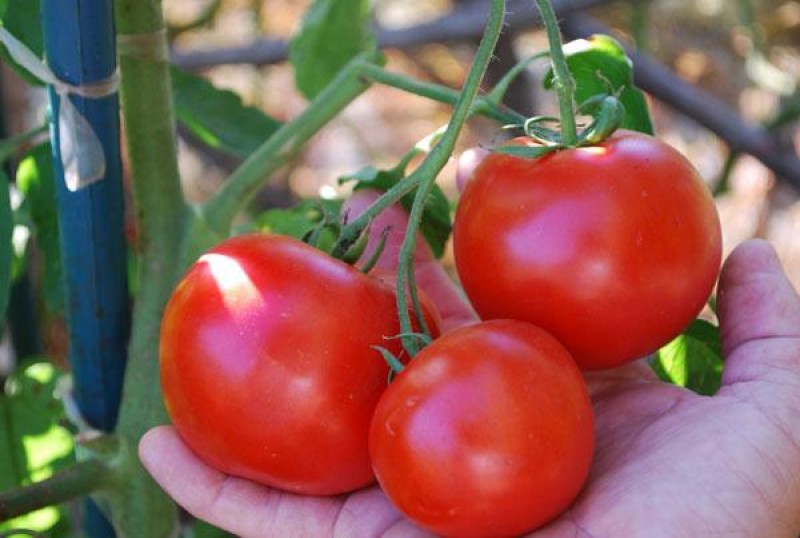 Сорта помидор для теплицы из поликарбоната - детерминантный томат Кукла