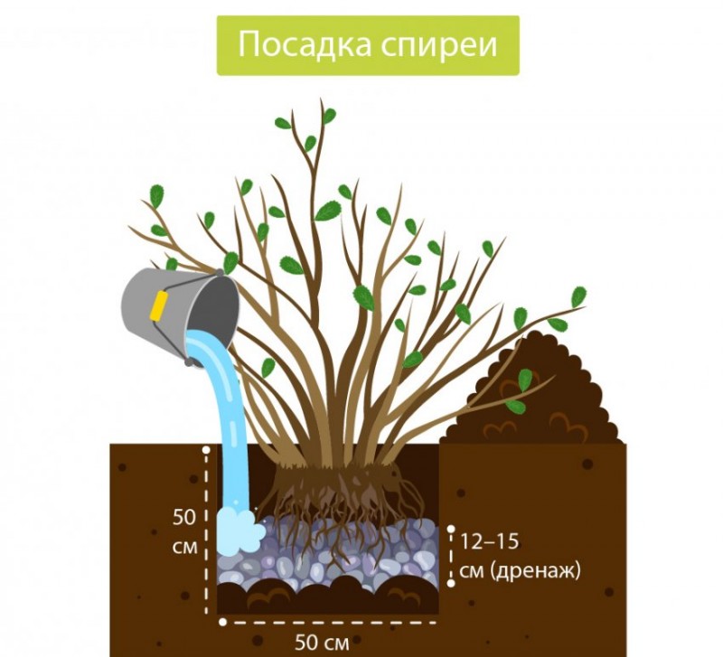 Посадка спиреи