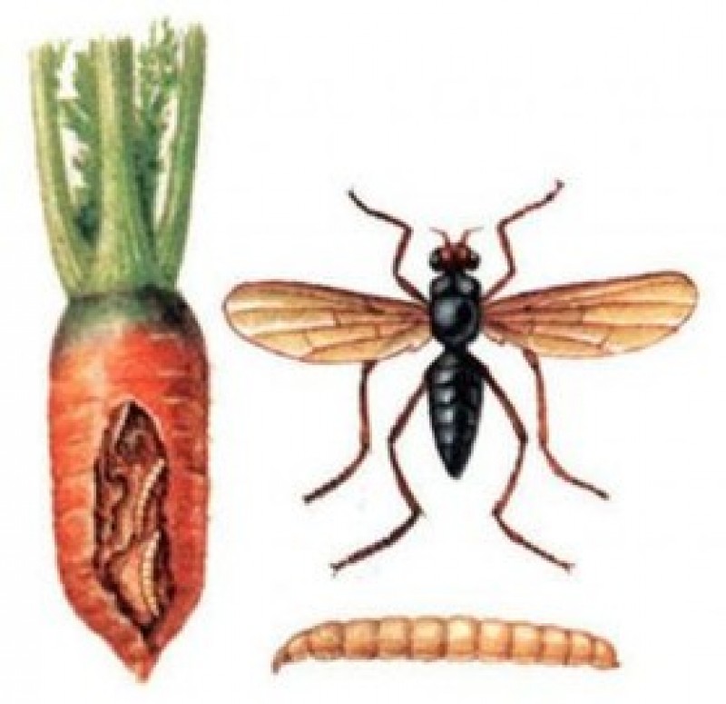 Вредитель морковная муха