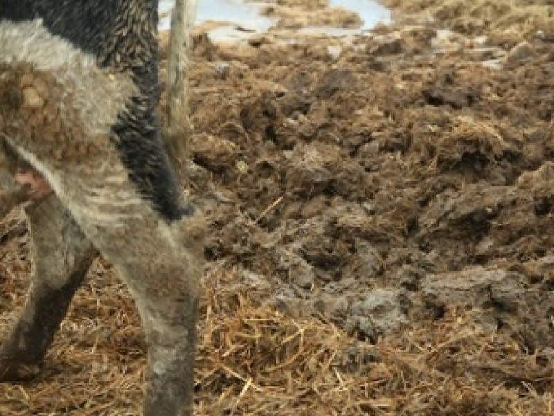 Куча навоза. Перегной коровий. Навоз коровий. Навоз коровий. Подстилочный навоз.