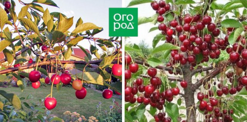 Сорта вишни устойчивые к коккомикозу и монилиозу. Вишня ашинский гибрид. Вишня устойчивая к монилиозу. Вишни устойчивые к коккомикозу и монилиозу для средней полосы. Вишня устойчивая к монилиозу.