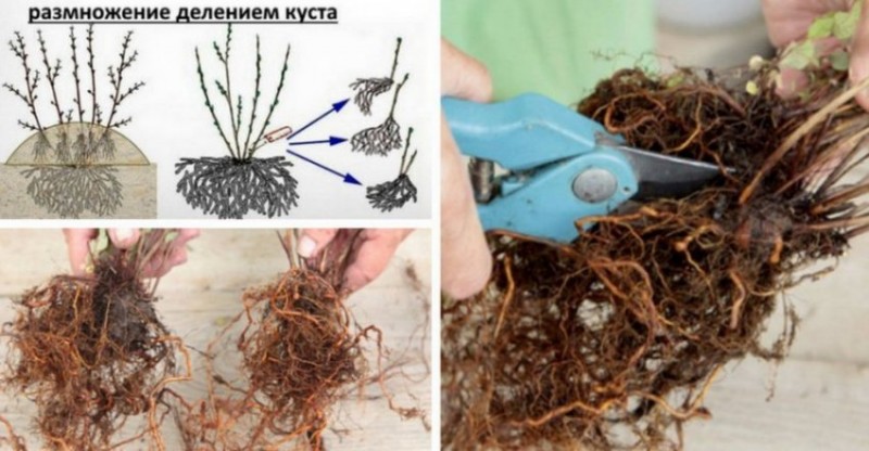 Размножение спиреи делением куста