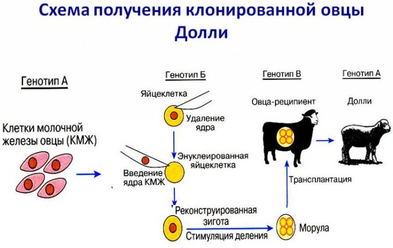 Схема клонирования овечки долли