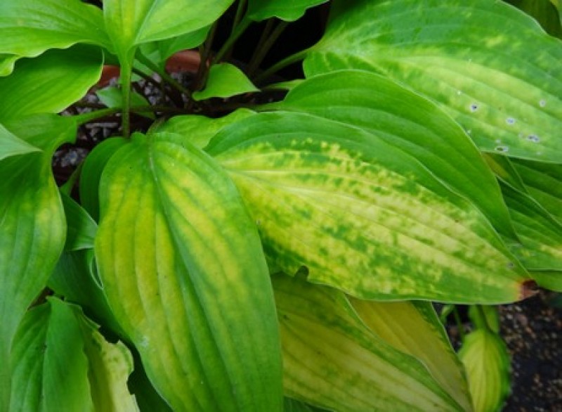 Хосты вирус hosta x hosta virus x. Вирус hvx хост. Вирус hvx хост. Заболевание хосты вирус икс. Хоста икс рей.