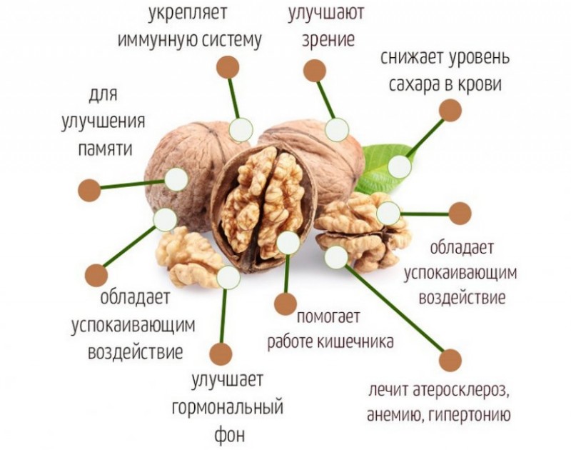 Польза грецкого ореха