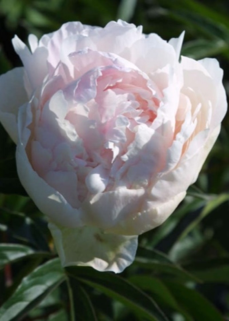 Пион соланж описание сорта. Пион соланж описание сорта. Пион молочноцветковый соланж. Пион молочноцветковый solange. Пион молочноцветковый solange.