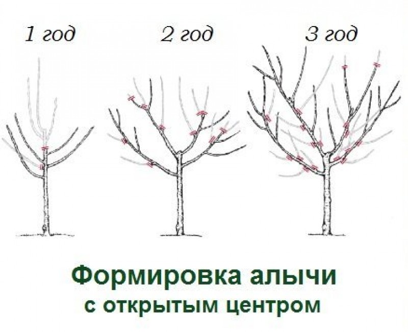 Формирование алычи схема