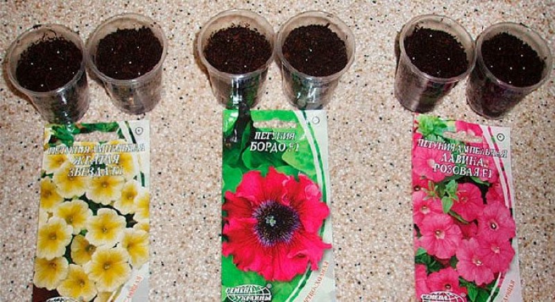 каскадная петуния рассада. сажаем петунию семенами на рассаду. сажаем петунию семенами на рассаду. сажаем петунию семенами на рассаду. ампельная петуния всходы рассада.