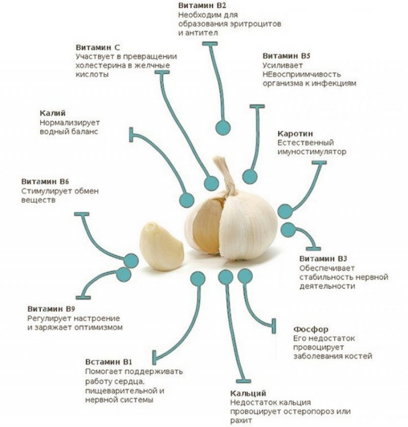 Состав чеснока