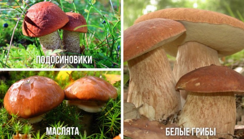 Грибы, необходимые для создания микоризы