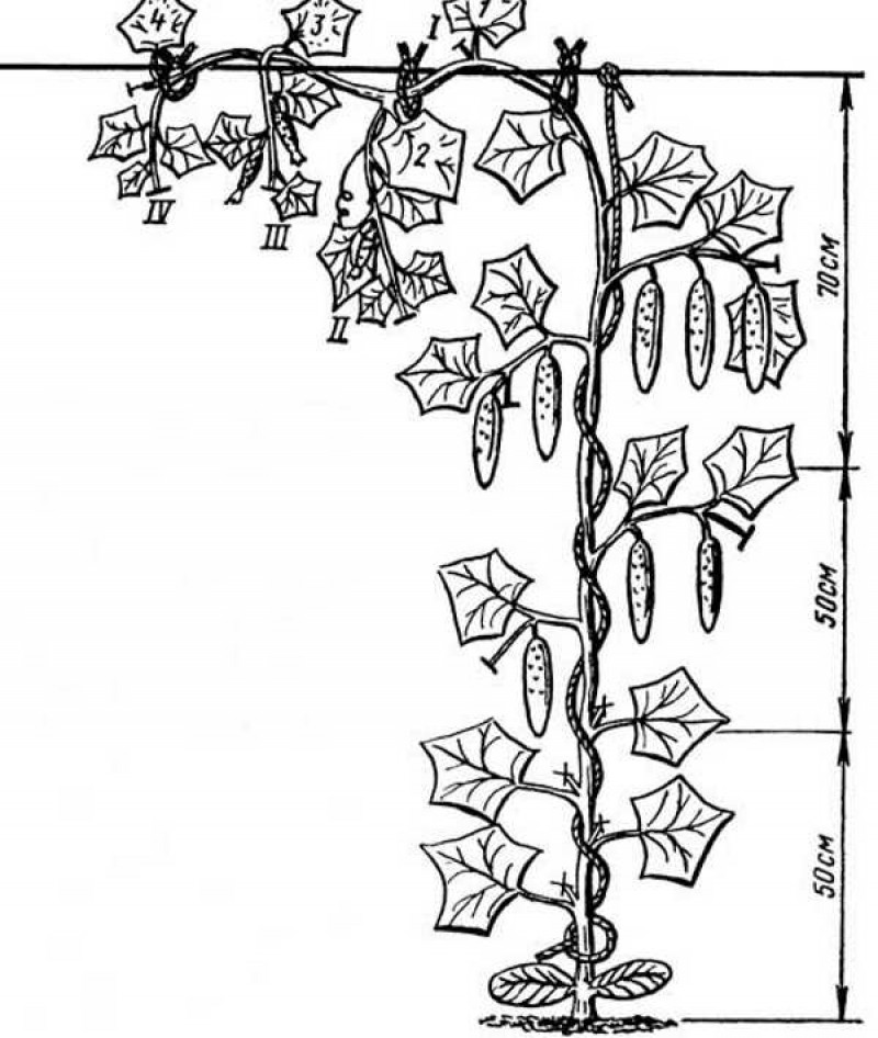 Формирование огурца. Схема формировки огурцов в теплице. Схема формирования огурцов в теплице схема. Формировка огурца в теплице схема. Формировка огурцов в теплице в один стебель.