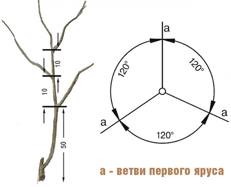 Боковая ветвь. Крона яблонь формировка. Отгибание ветвей яблони. Обрезка саженцев яблони при посадке. Диаметр кроны черешни.