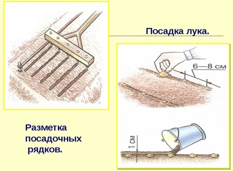 Схема посадки лука севка весной на репку