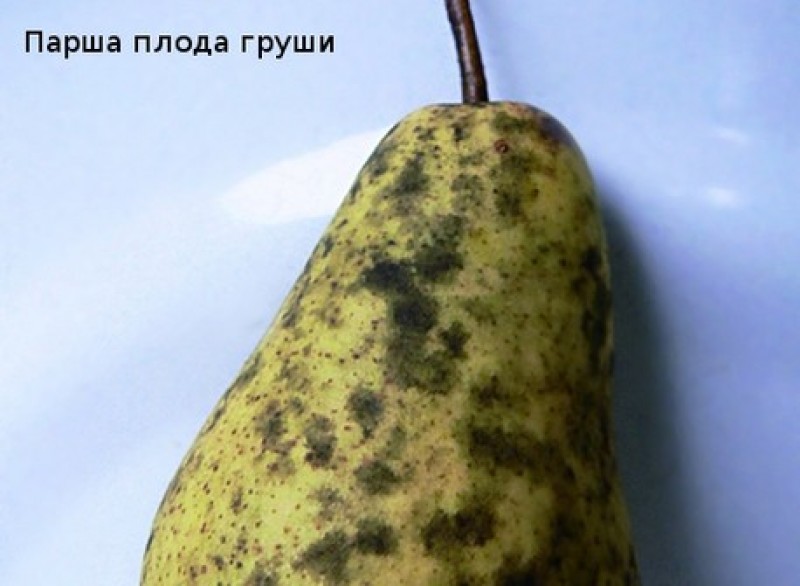 Почему груши черные. Груша завязь чернеет. Сажистый грибок на груше. Завязи груши. Сажистый грибок на яблоне.