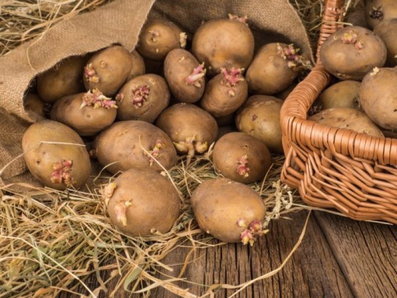 Правила посадки картофеля по методу Галины Кизимы